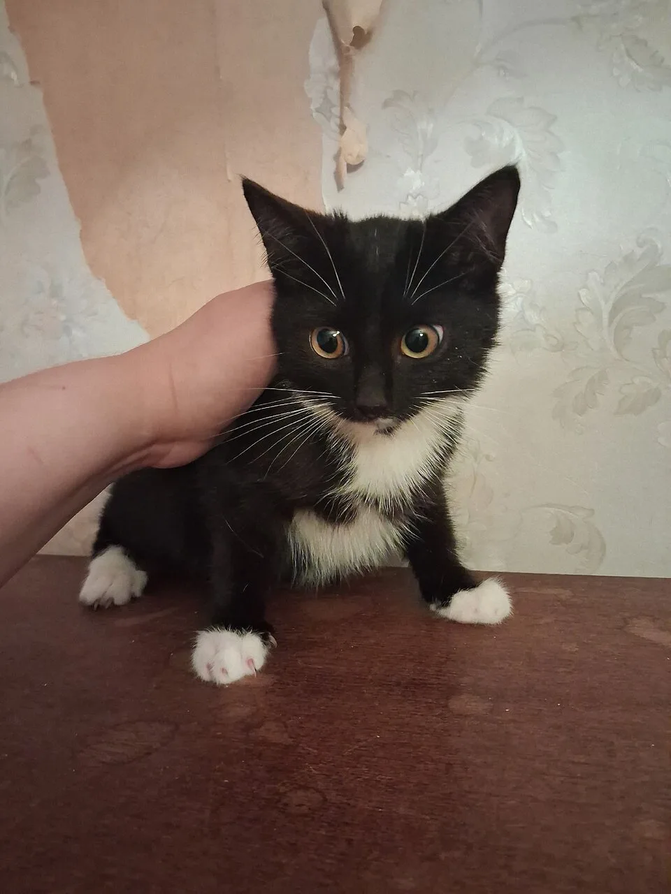 КОКСИК 🐾💝🏡