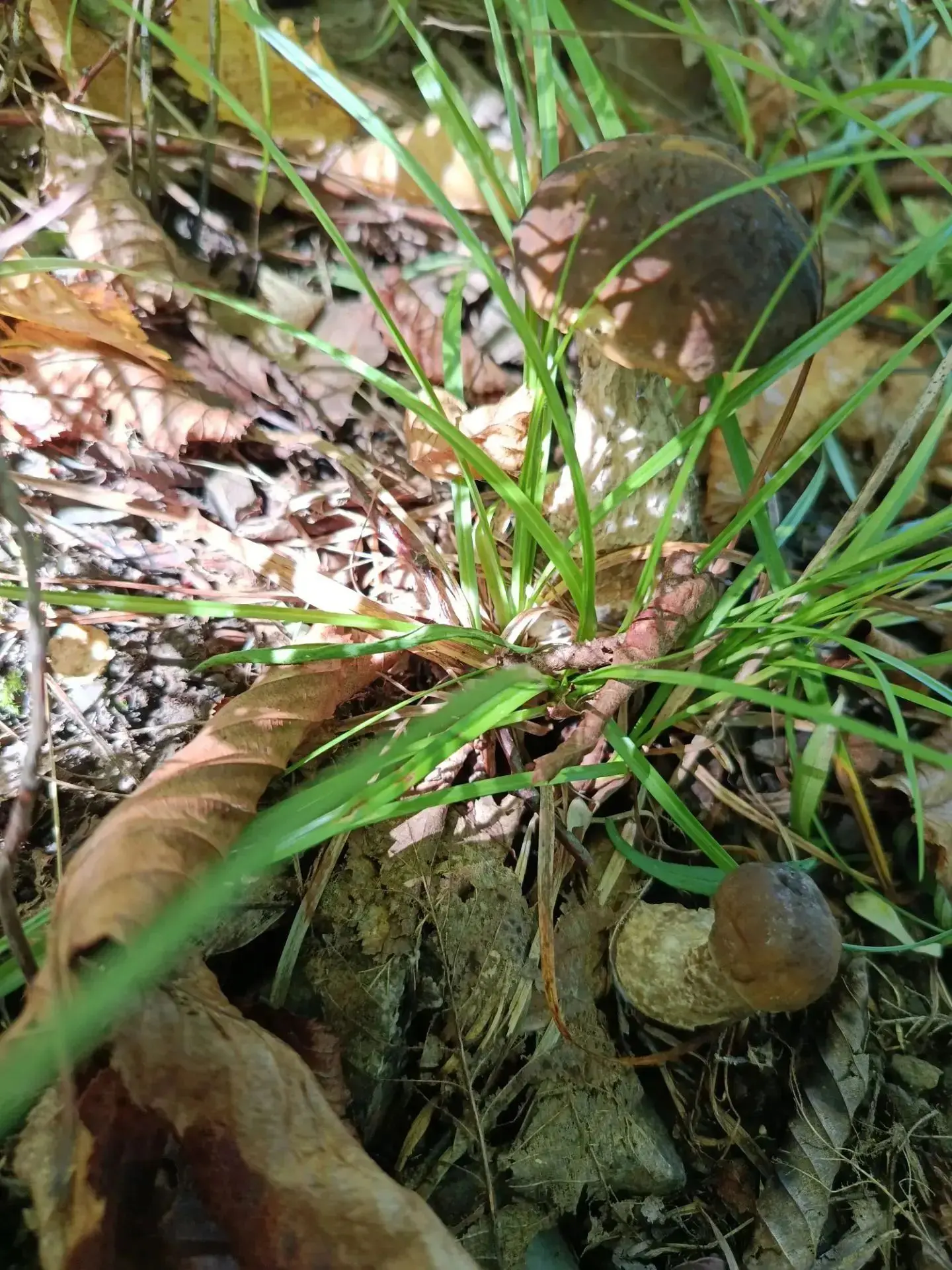 🍄 В Сочи официально открыт сезон тихой охоты!