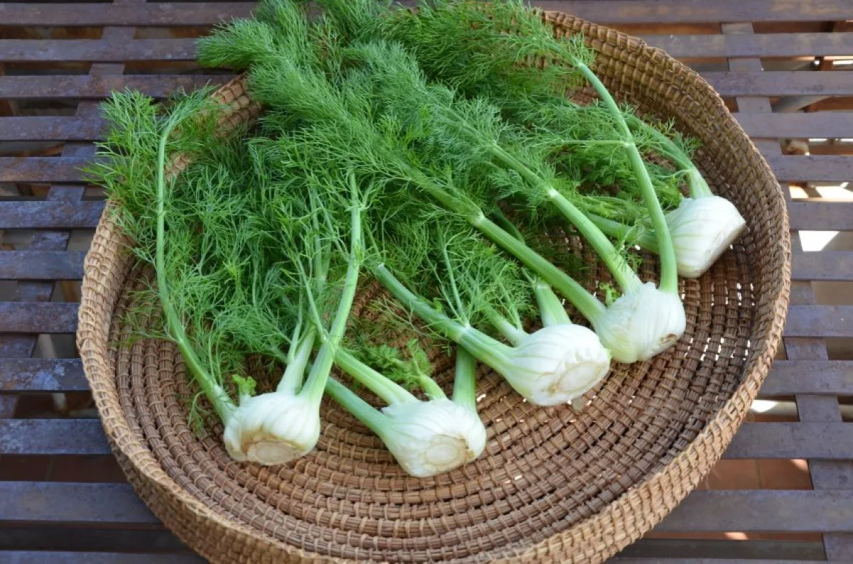 🌿 Bunium ferulaceum: пряность, которая может стать новым суперфудом
