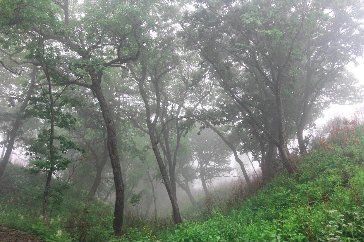 Что делают дикие животные в дождь? ☔️