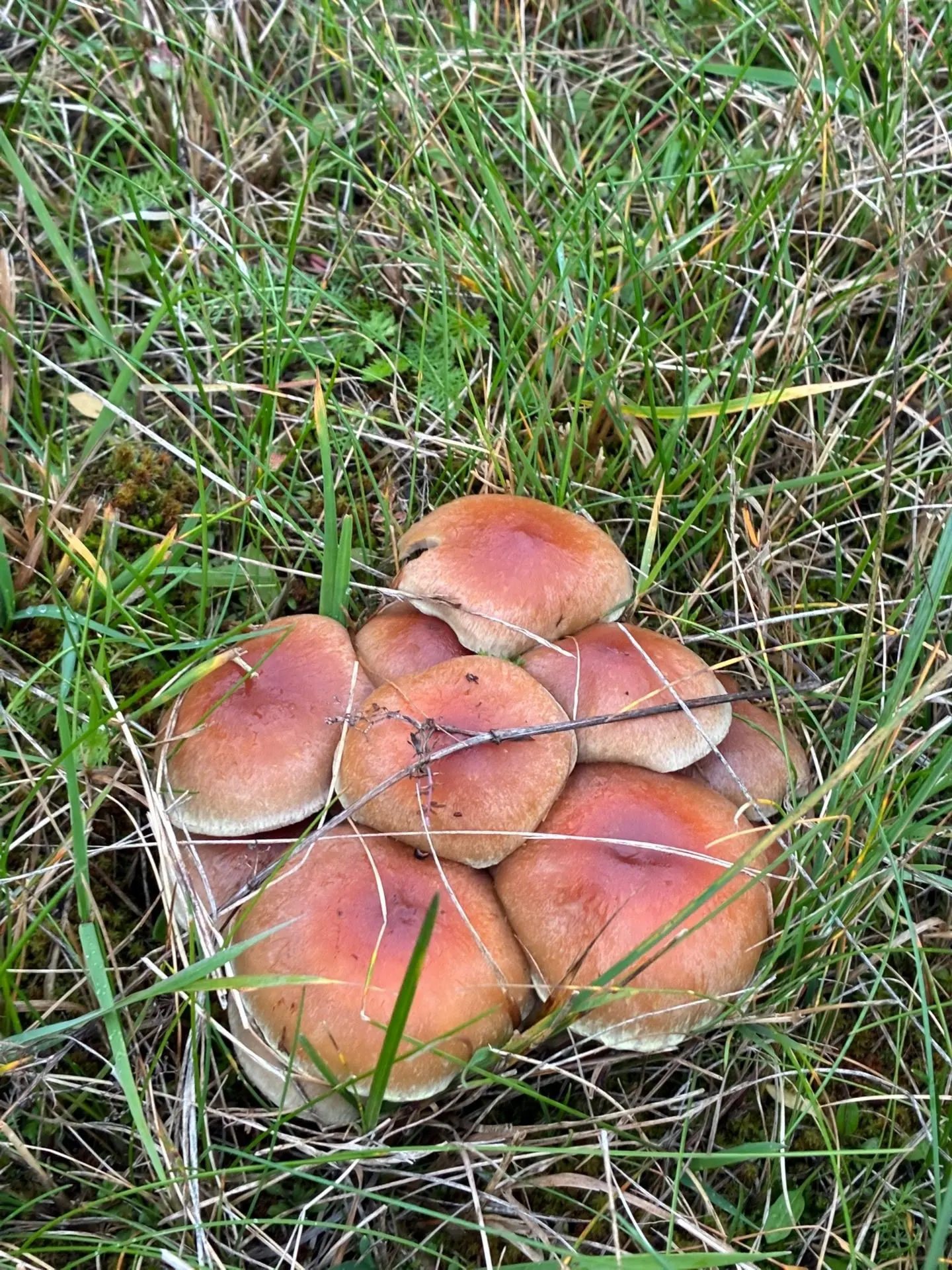 Сезон тихой охоты продолжается🍄‍🟫 Жители Тверской области активно делятся своими нахо...