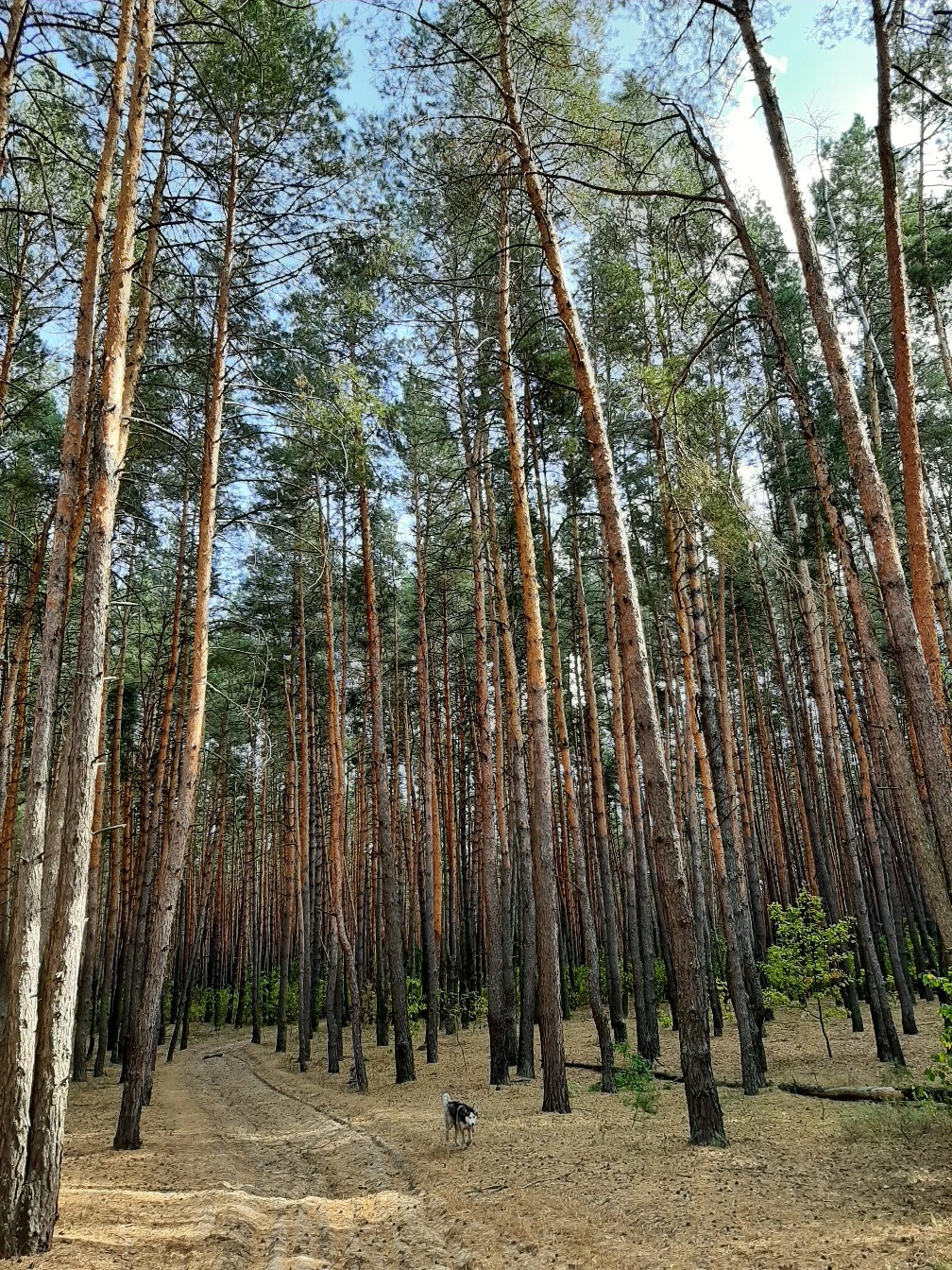 Красивая осень в Белгородской области 🍂