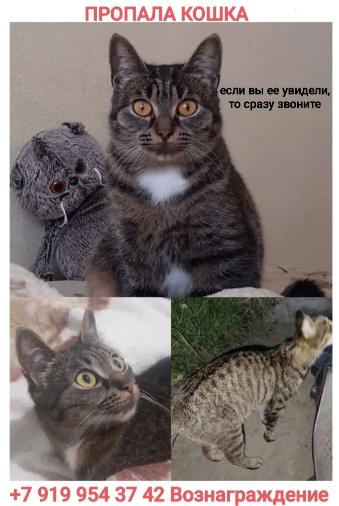 Пропала кошка Соня, п. БЕРЕЗНЯКОВСКИЙ,