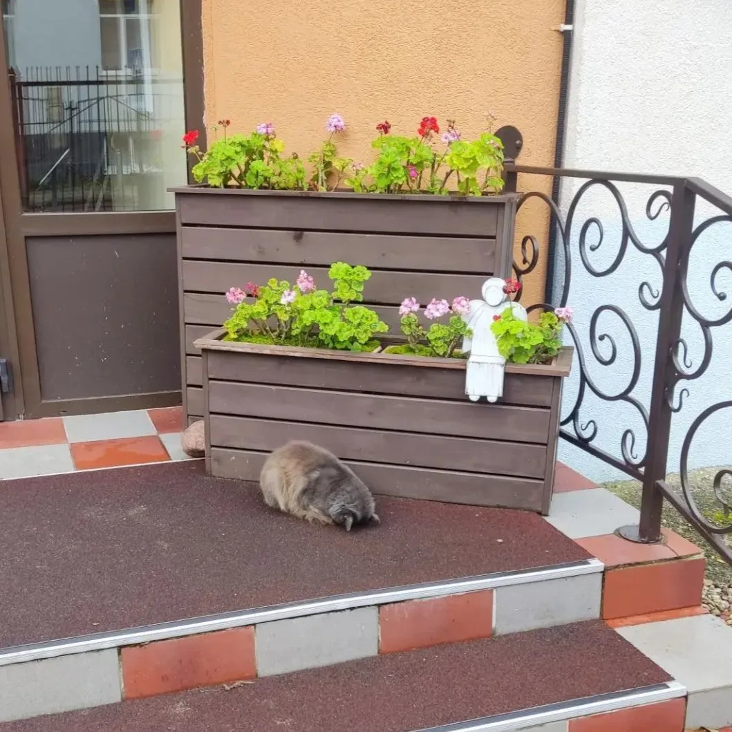🐱 Незапланированное, но доброе дело в СТИ!