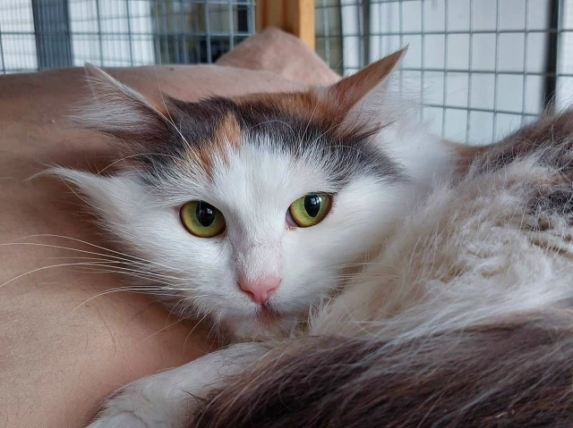 🐱✨ Однажды юная Камелия разговаривала во сне с кем‑то очень сильным и таинственным… И ...