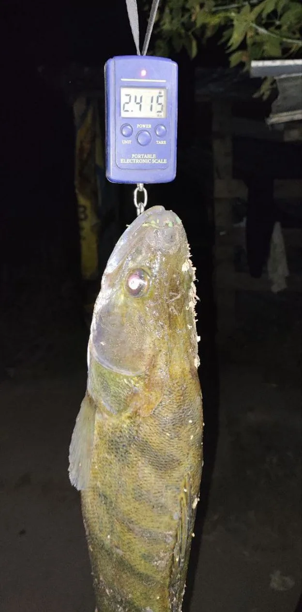 Добрый вечер, друзья! 🎣(река Сосна)