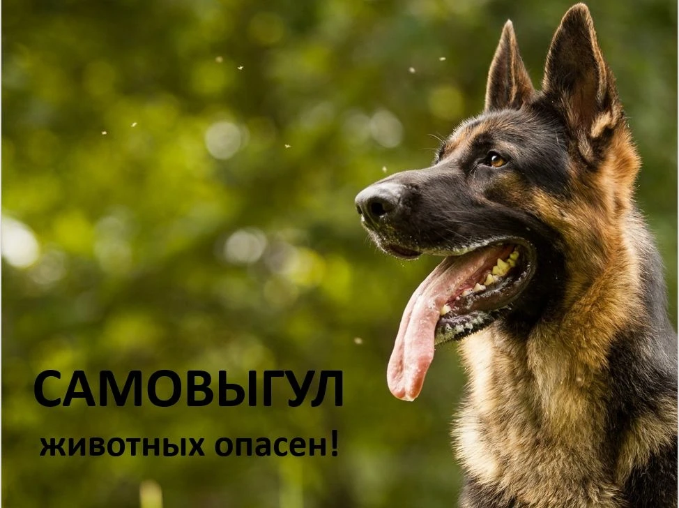 Содержание питомца — это радость, обязанности и правила. Чтобы вашему хвостатому другу ...