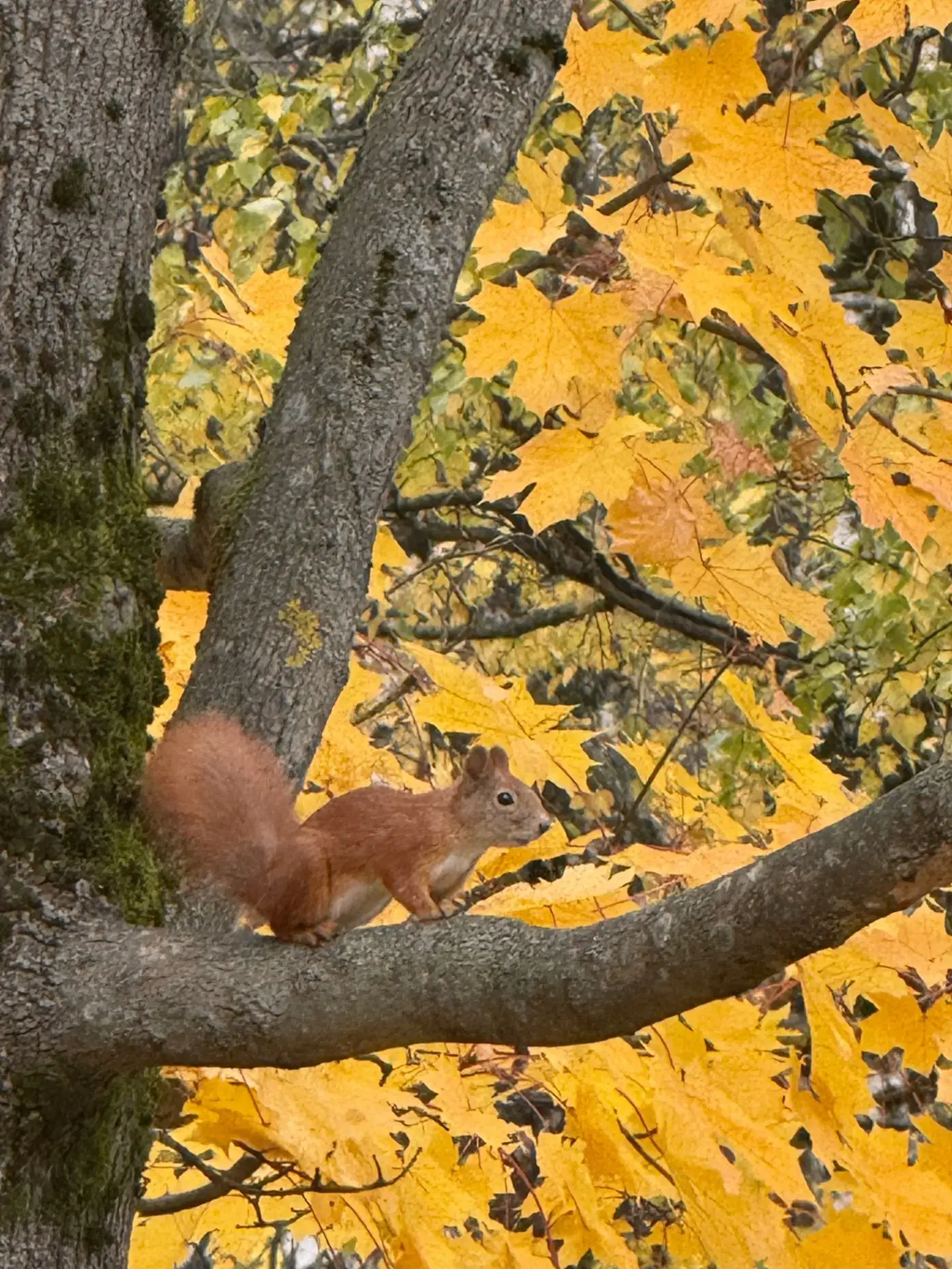 К вам пришла белочка🐿