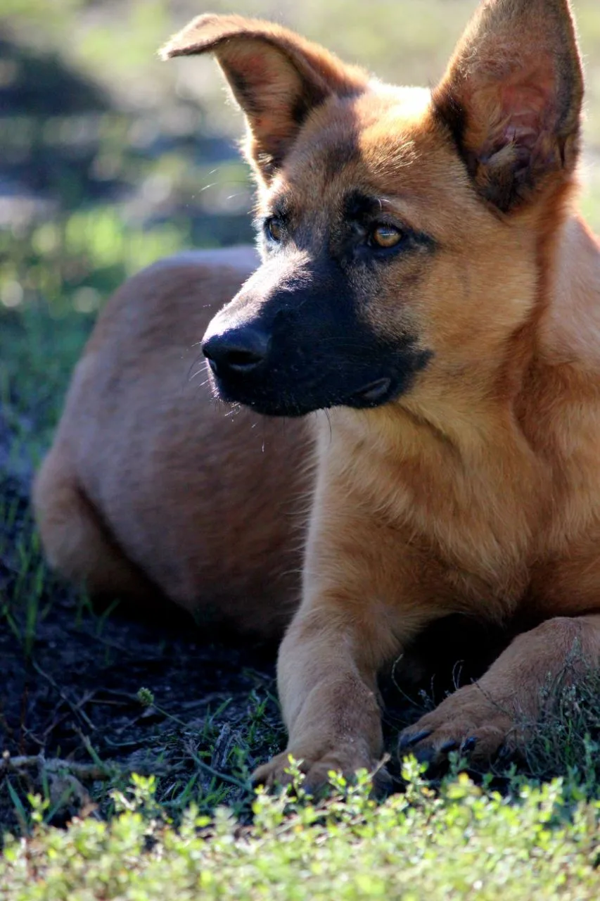 Гав! 🐕 Это по вашему  - привет 🐾