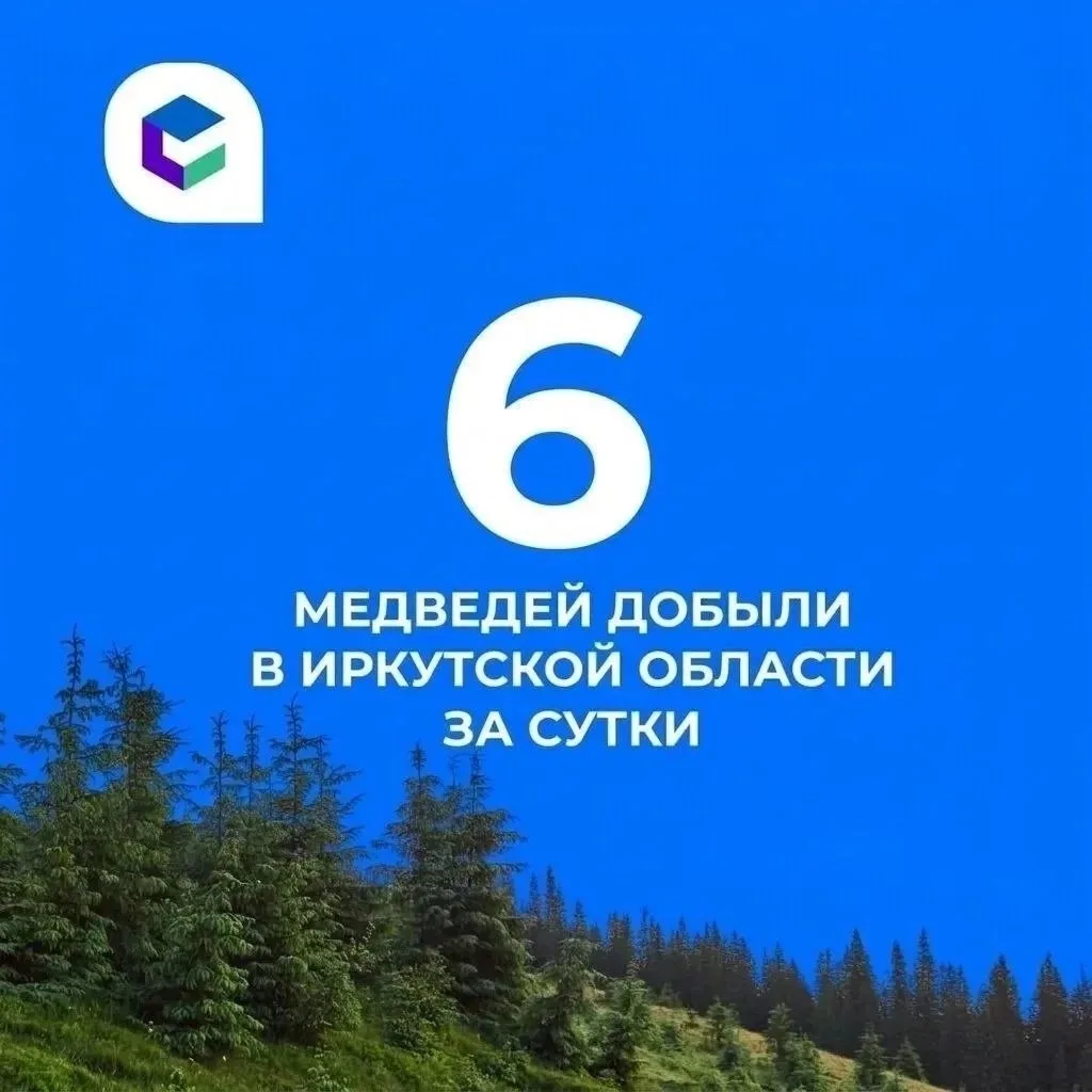 В Систему-112 Иркутской области поступило 44 сообщения о появлении медведей. Присутстви...