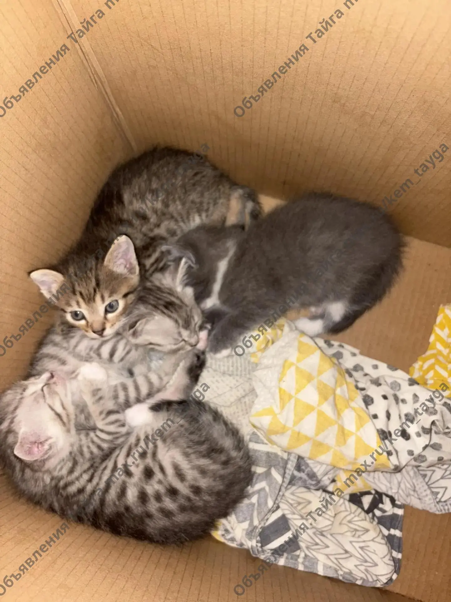 Отдам котят !