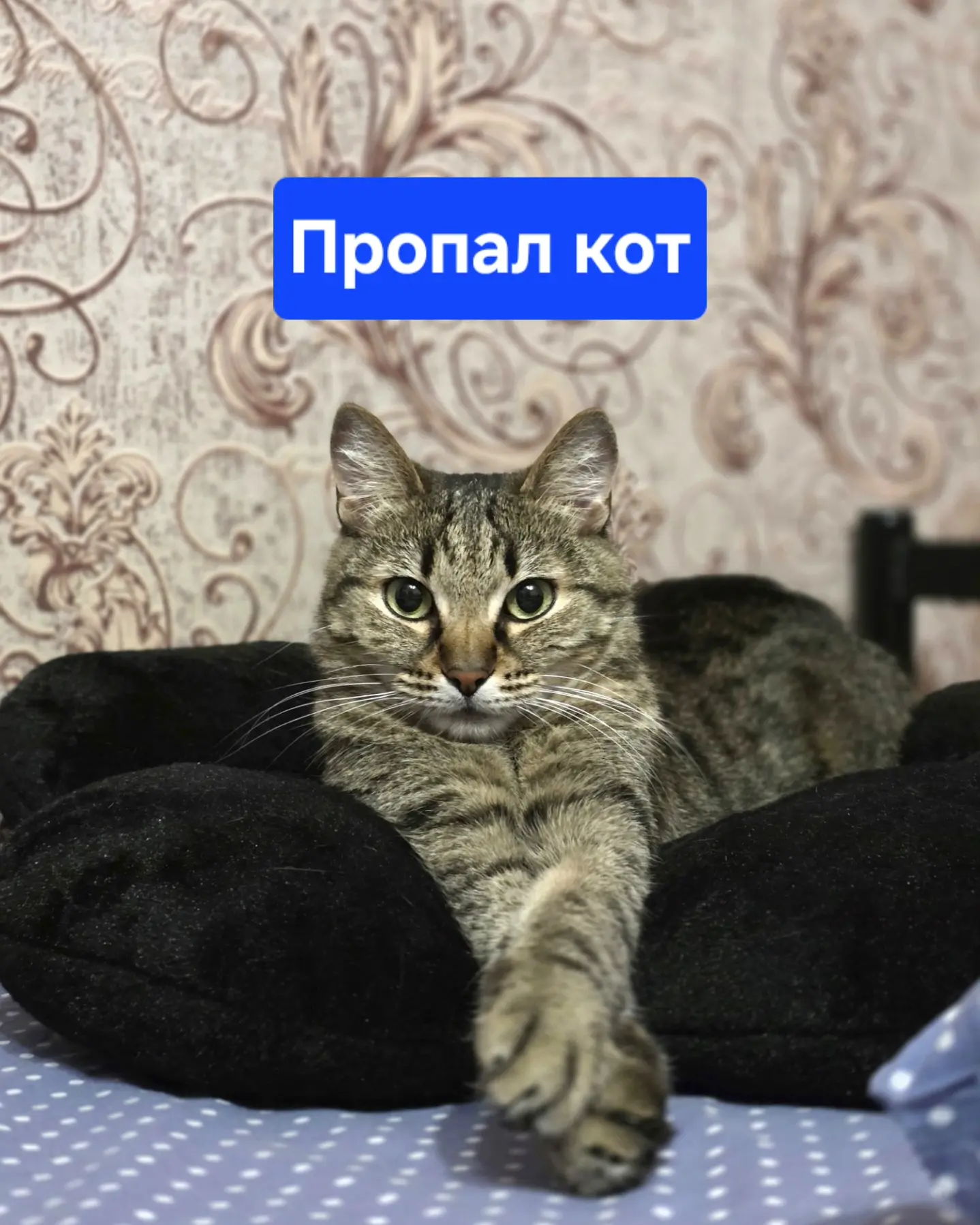 В районе Пономаренко/Ленина пропал взрослый котик, к улице не приучен, кастрирован.