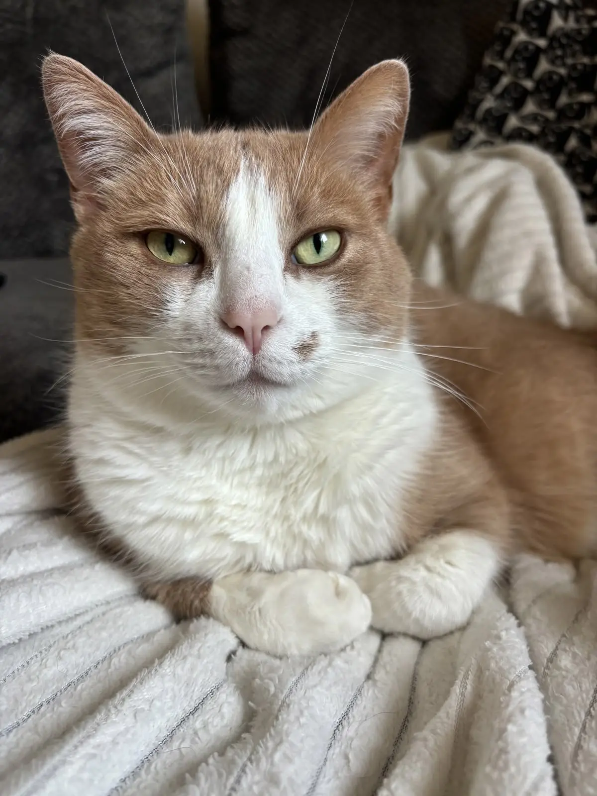 больше котят: милые котики