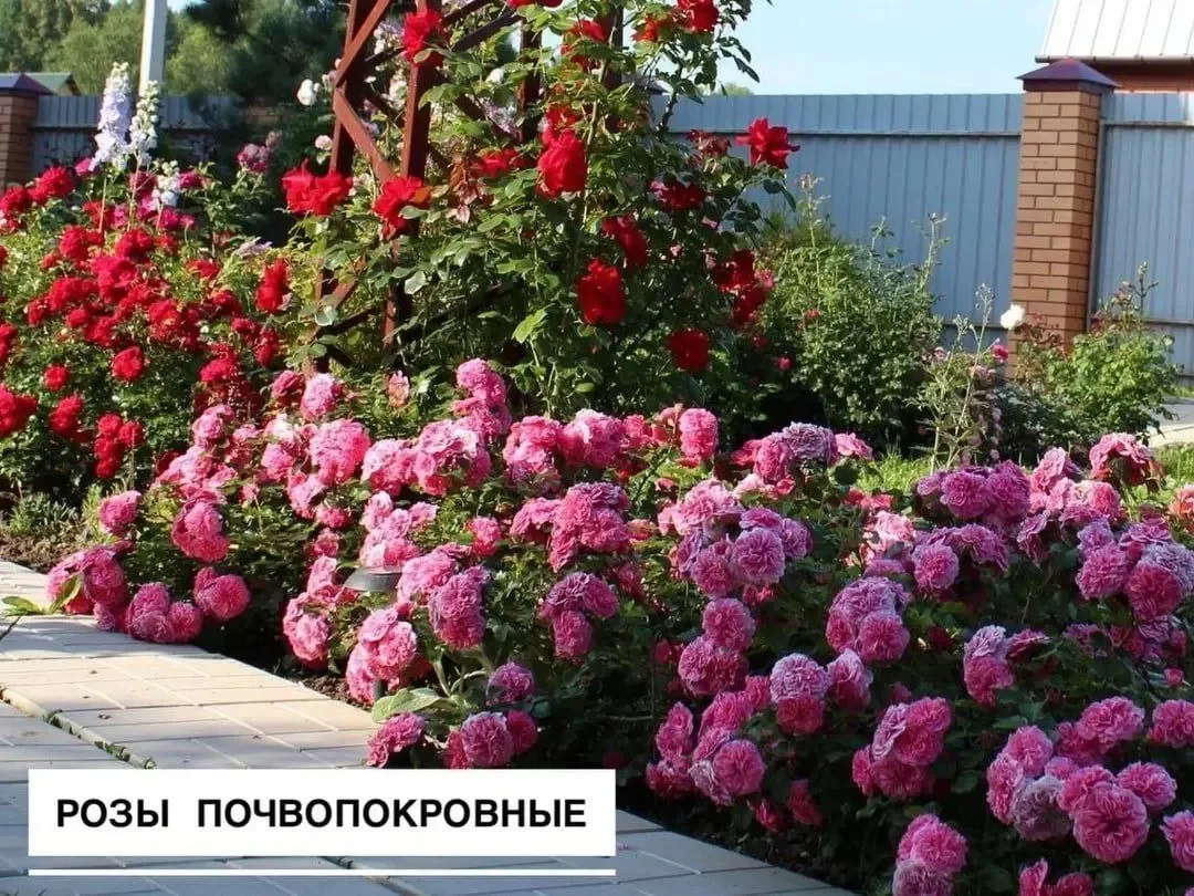 5 популярных растений для посадки вдоль дорожки