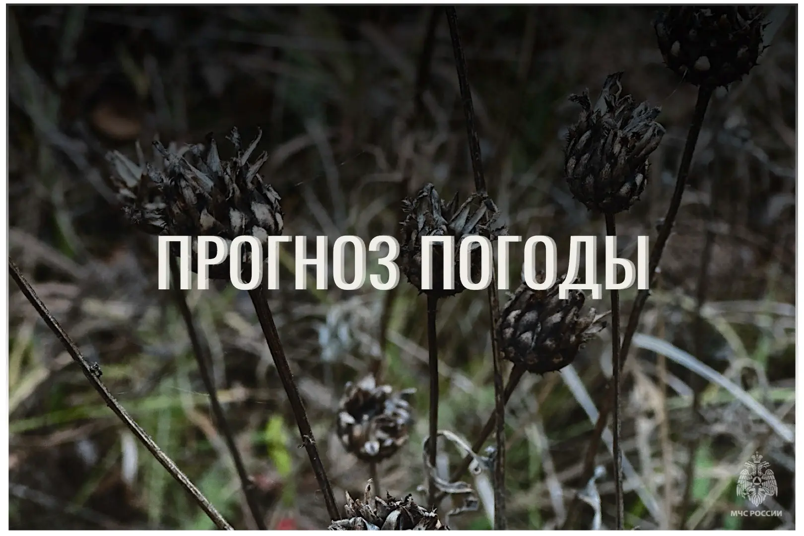 ⛅По данным ЦГМС, 10 октября в регионе прогнозируется облачно с прояснениями.