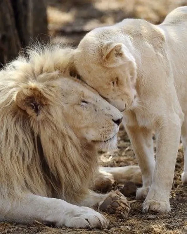 🦁 Нежность и любовь никому не чужды.