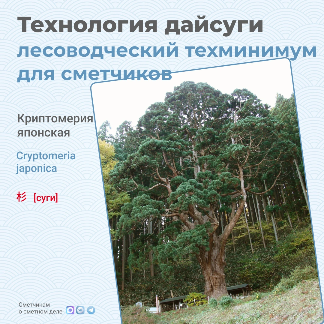 Японская технология дайсуги: несколько стволов на одном дереве