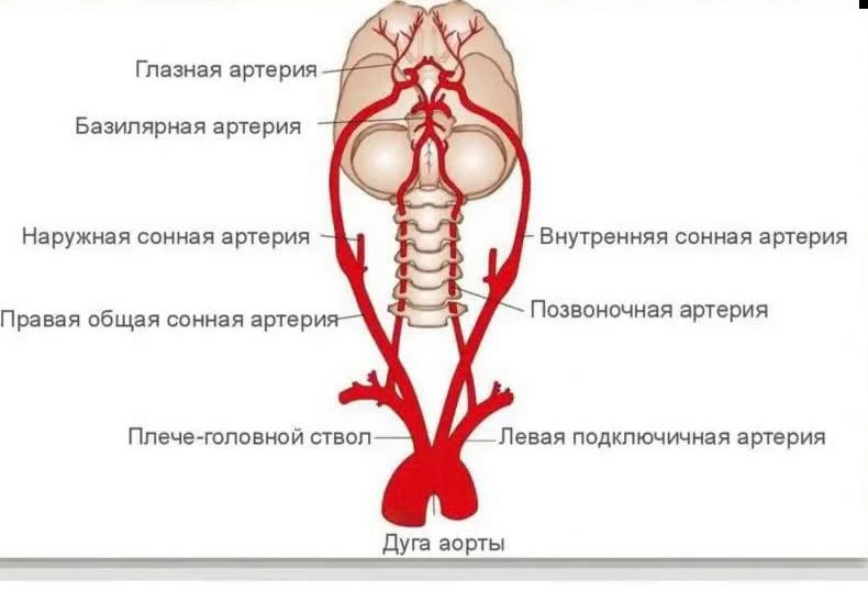 МИФ О «ПЕРЕЖАТИИ» СОСУДОВ ШЕИ: ПОЧЕМУ ШЕЯ НЕ «ПЕРЕКРЫВАЕТ КИСЛОРОД И КРОВОТОК» ВАШЕМУ М...