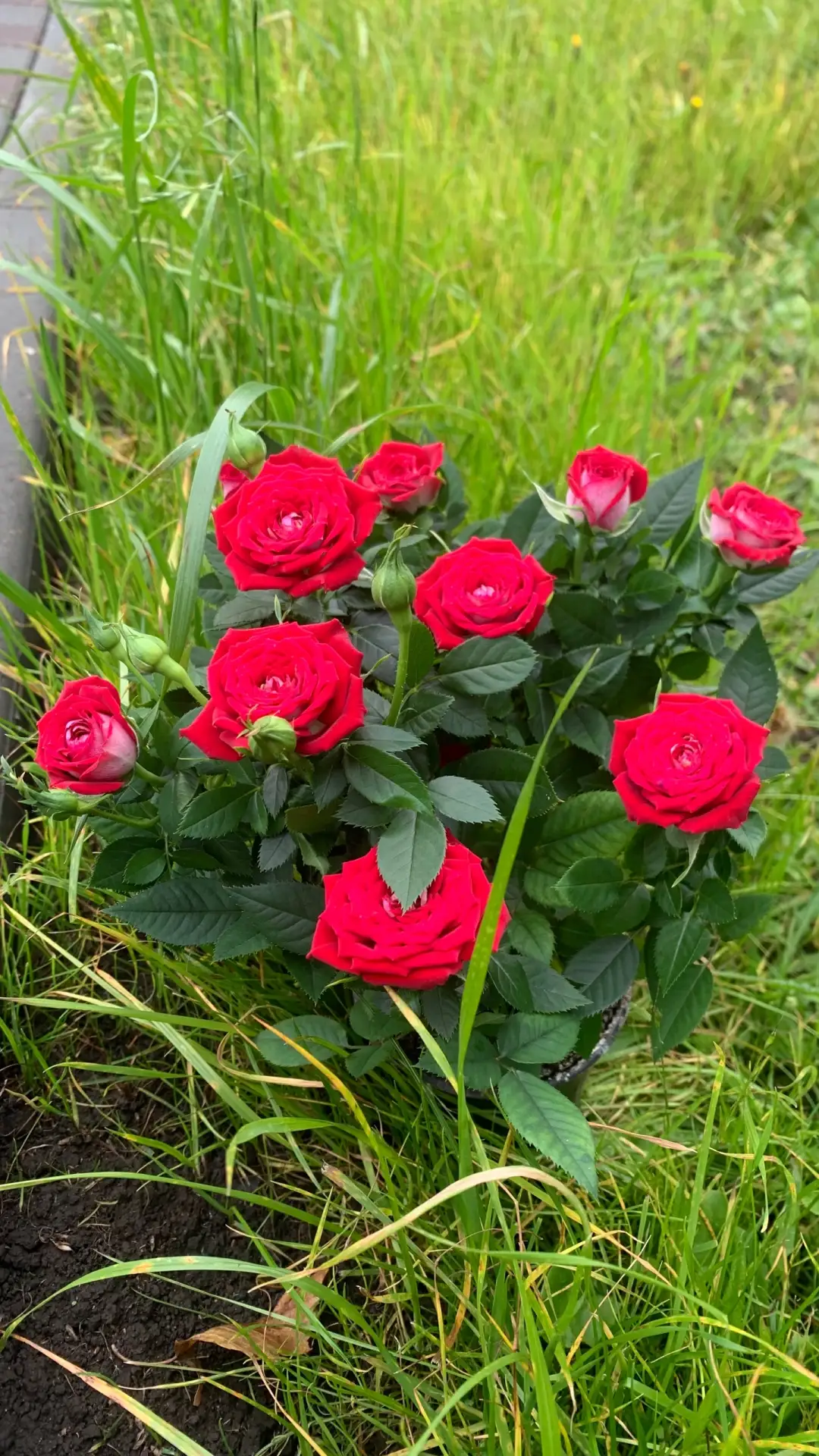 Не удержалась от такой красоты и купила розу Кордана 🌹для посадки. Как мне с ней прави...