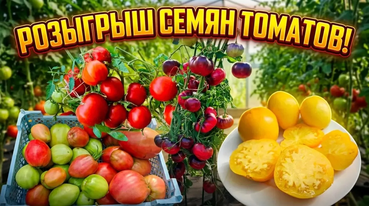 РОЗЫГРЫШ СЕМЯН ТОМАТОВ от канала 60 СОТОК в СИБИРИ