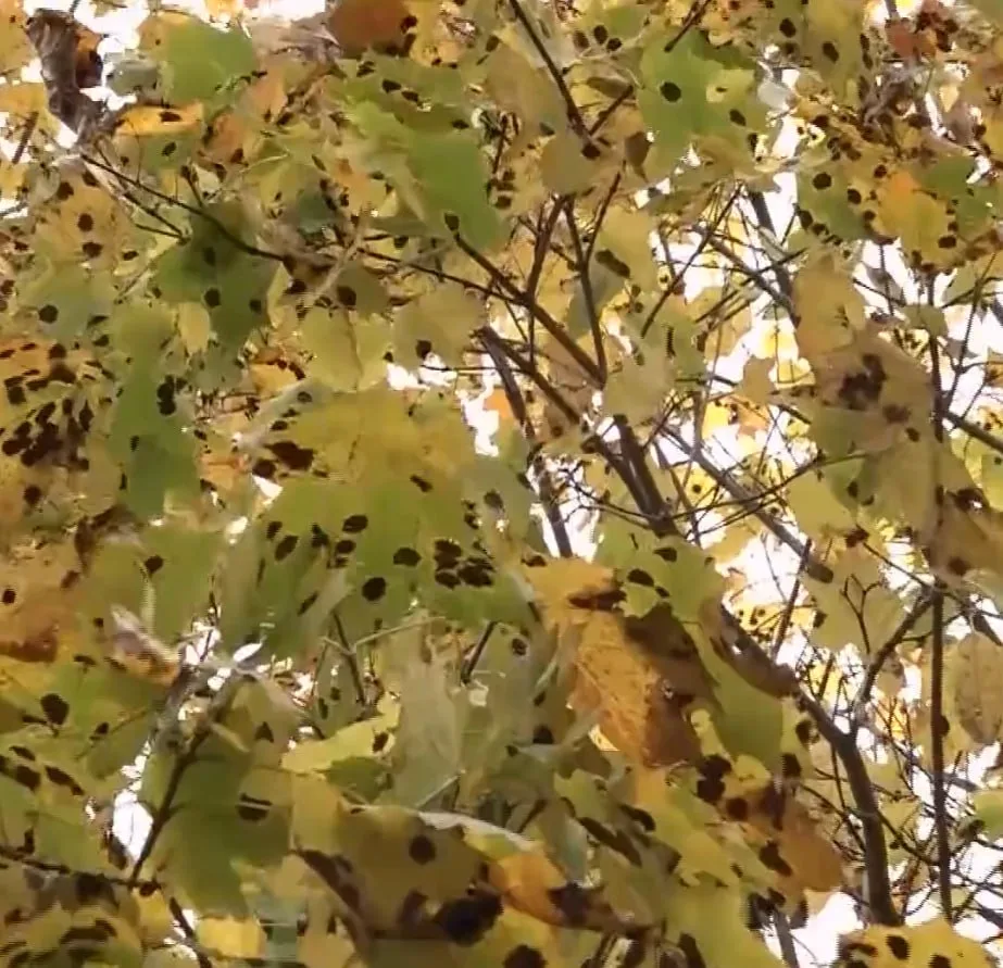 🤔🍁Опасны ли черные пятна на кленах в Карелии? Этой осенью листья кленов в республике ...