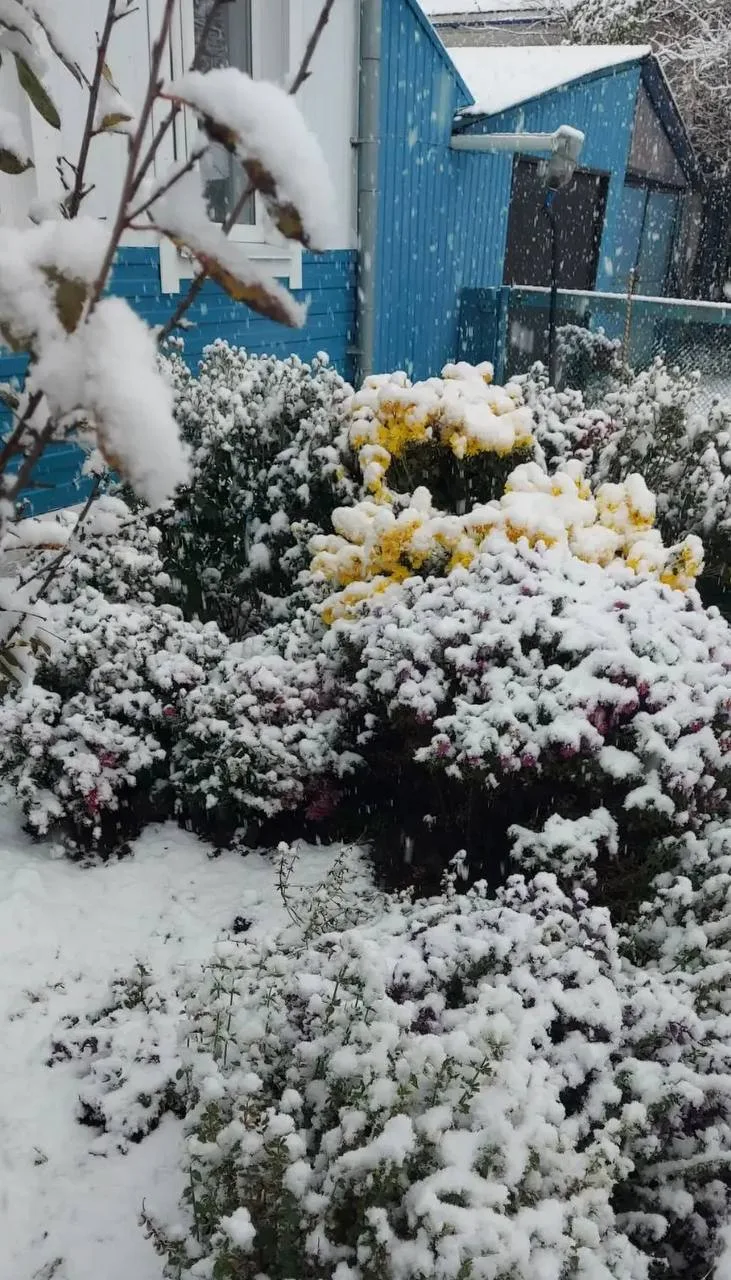 Шушенское с утра завалило снегом ❄️