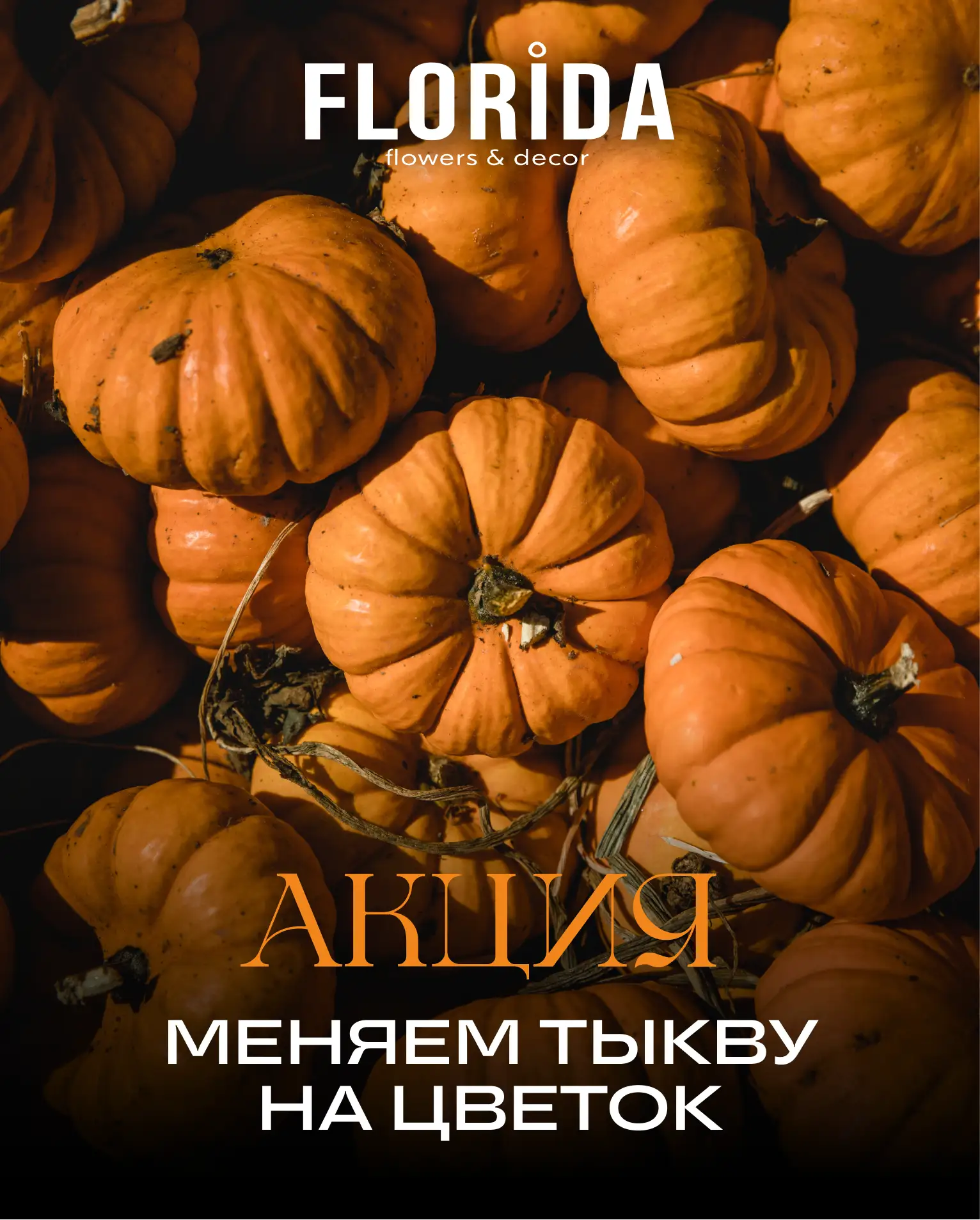 🔥 АКЦИЯ: меняем тыкву на цветок!