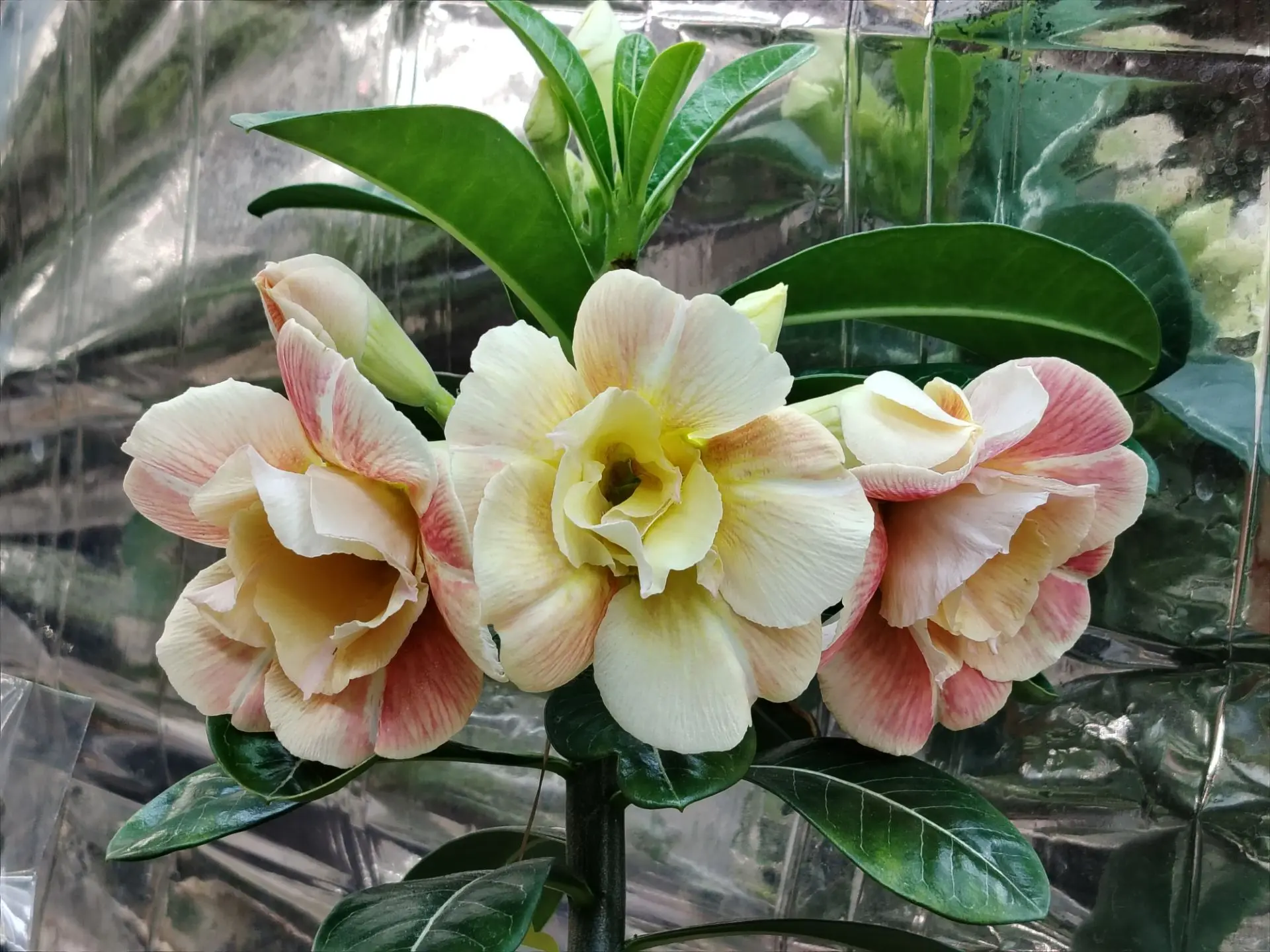 Долго держат цветы💐
