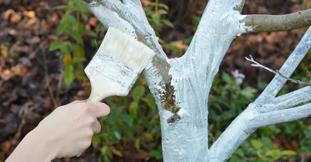 ​🌳Зачем белить деревья