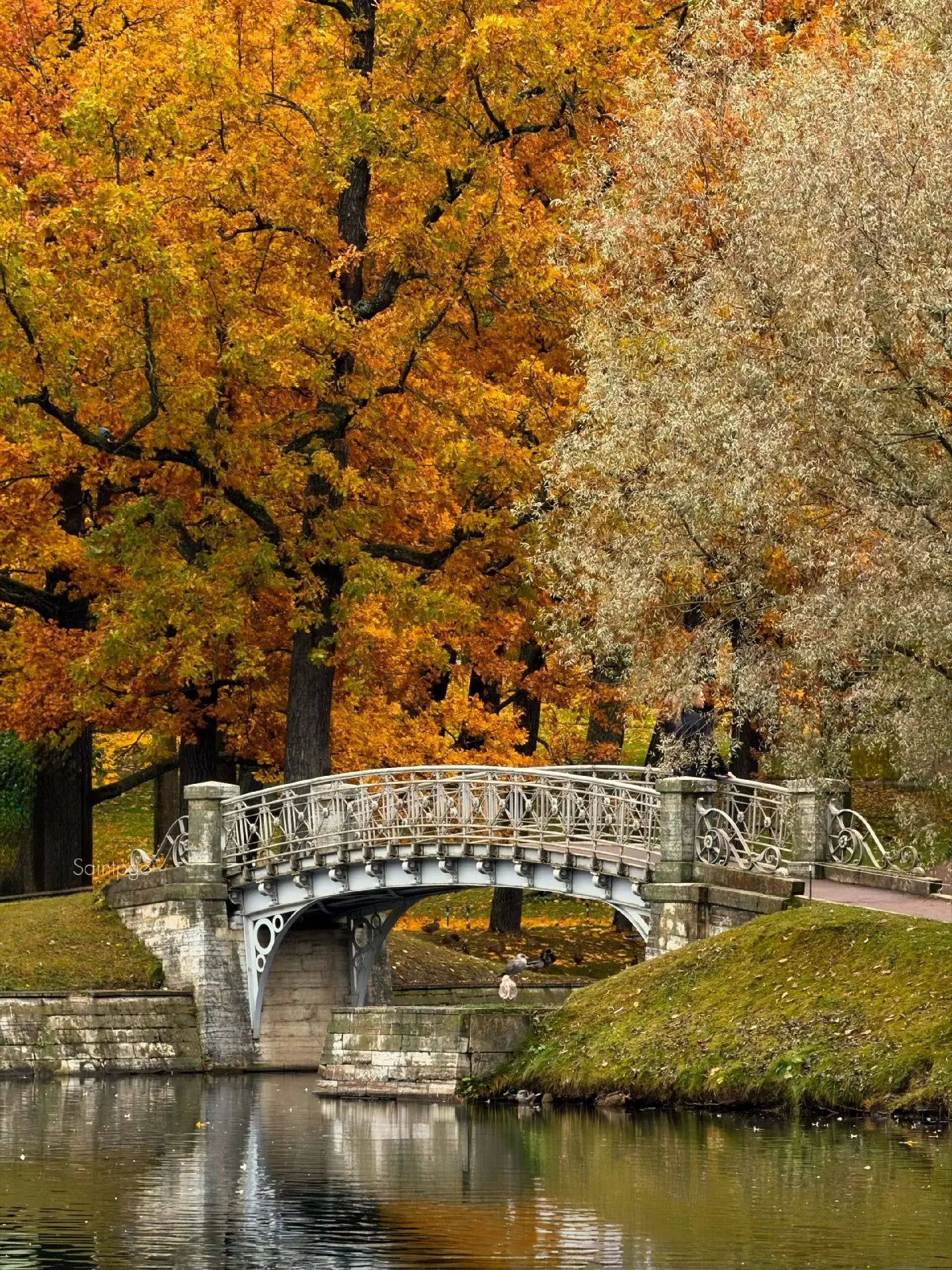 Ещё успеваем насладиться красками золотой осени в Гатчине 🍂