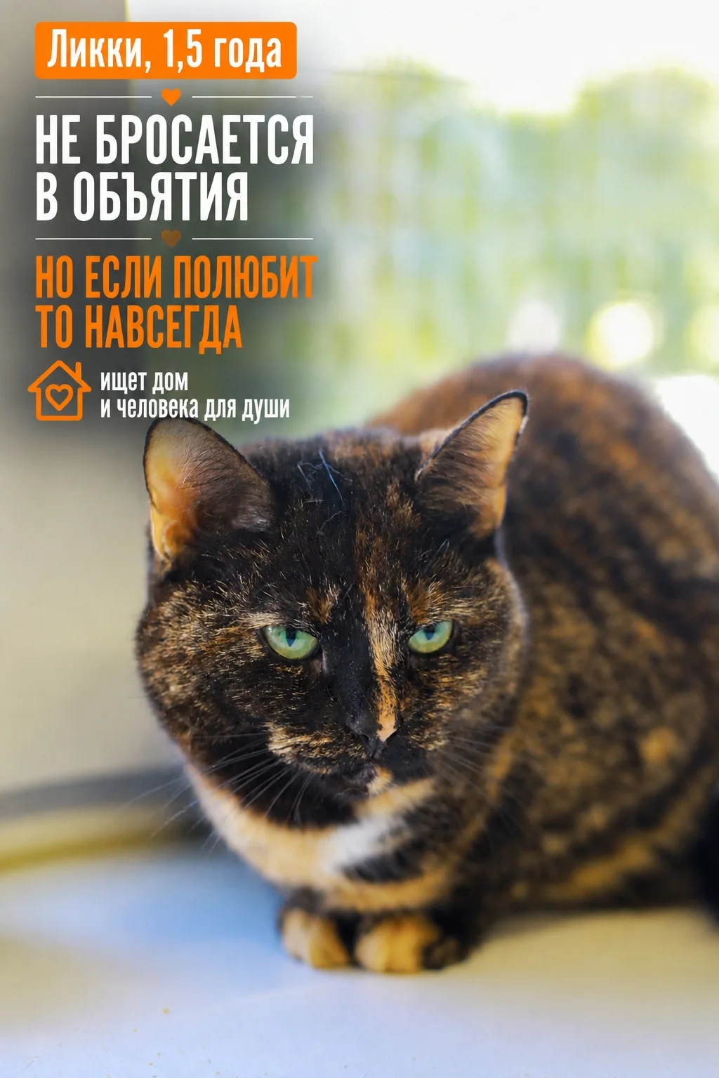Идеальный план на день Ликки — залечь в закрытый домик и часами смотреть в окно.