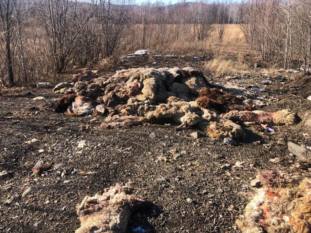 Свалку с останками животных обнаружили рядом с новым мостом в Биробиджане
