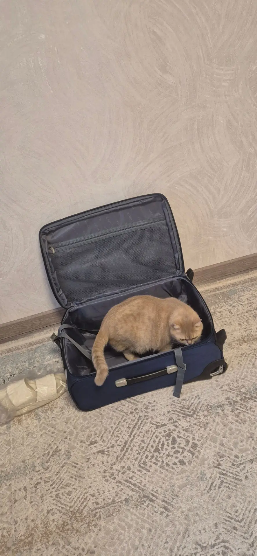 Томас решил тоже отправиться в отпуск 😄