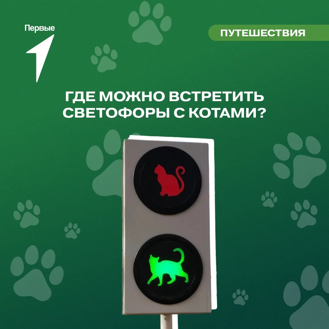 🐈 Кошачья автодорожная инспекция на месте!