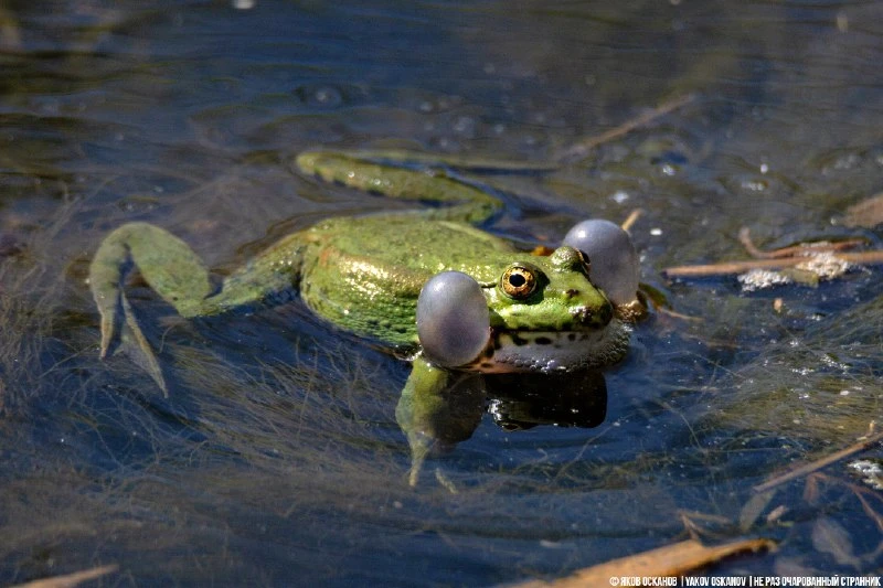 🐸 Брачные игры у лягушек выглядят так...
