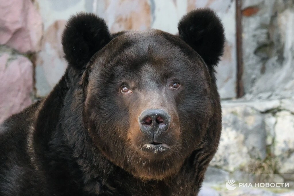 😨🐻 Медведь вышел к спортсменам на Кубке России по лыжероллерам