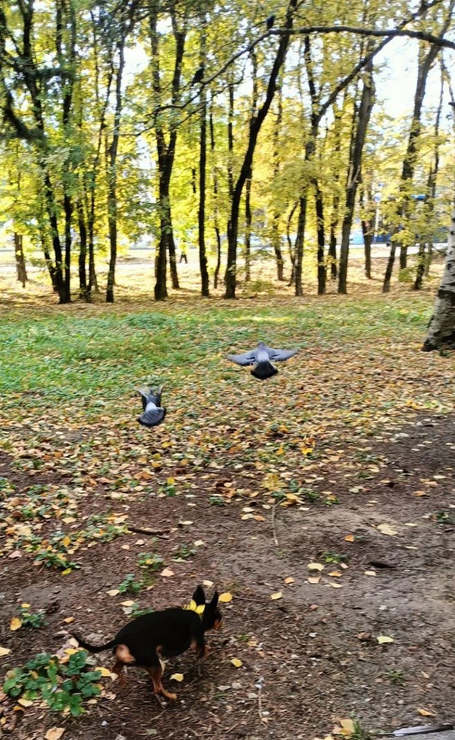 Сегодня на голубей охотимся💪