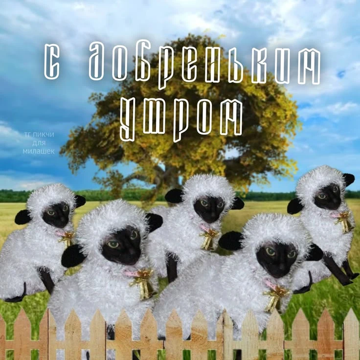 С всевозможными утрами, котята!☕️