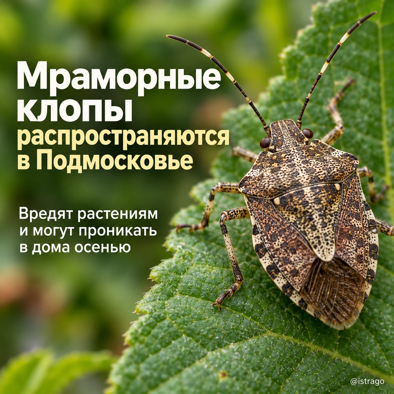 🐞 Мраморные клопы всё активнее распространяются в Подмосковье