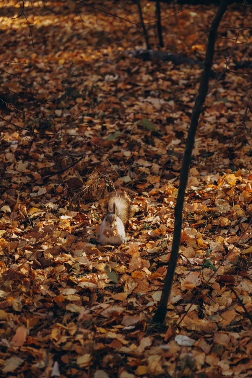🍂 Доброго утра