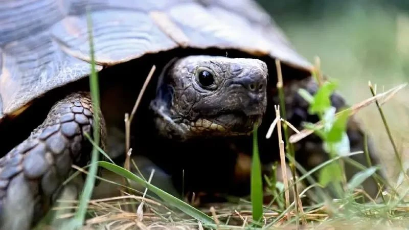 🐢 Черепаху случайно нашли среди пластика