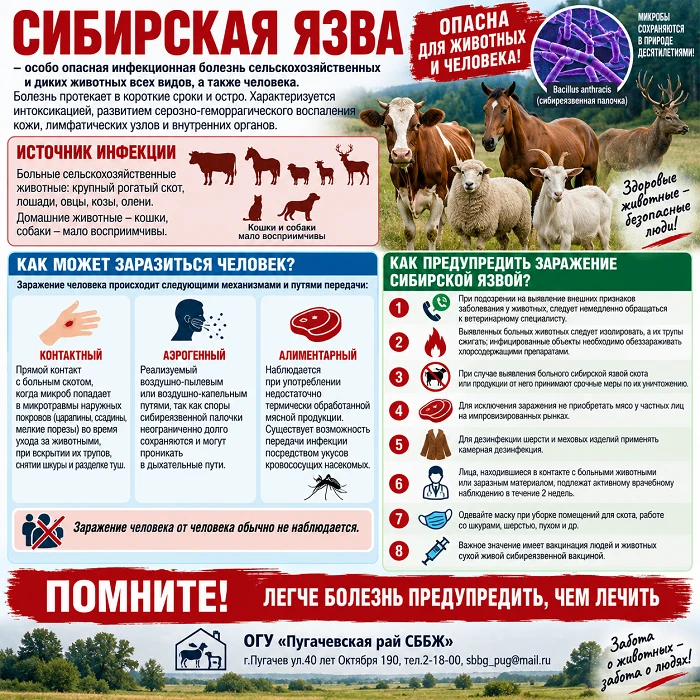 Сибирская язва- особо опасная инфекционная болезнь сельскохозяйственных и диких животны...