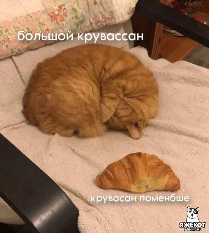 🐾 ЯЖЕКОТ