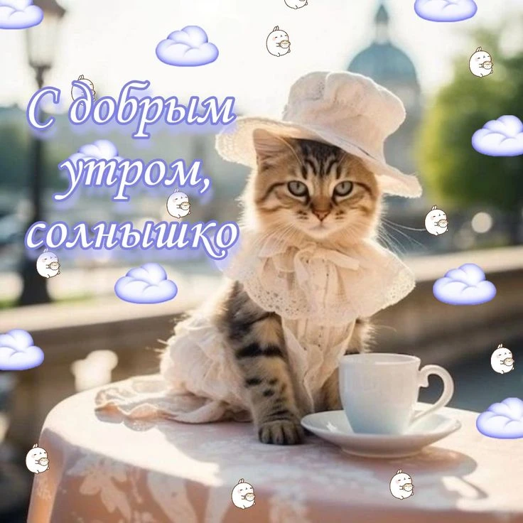 С всевозможными утрами, котята!☕️