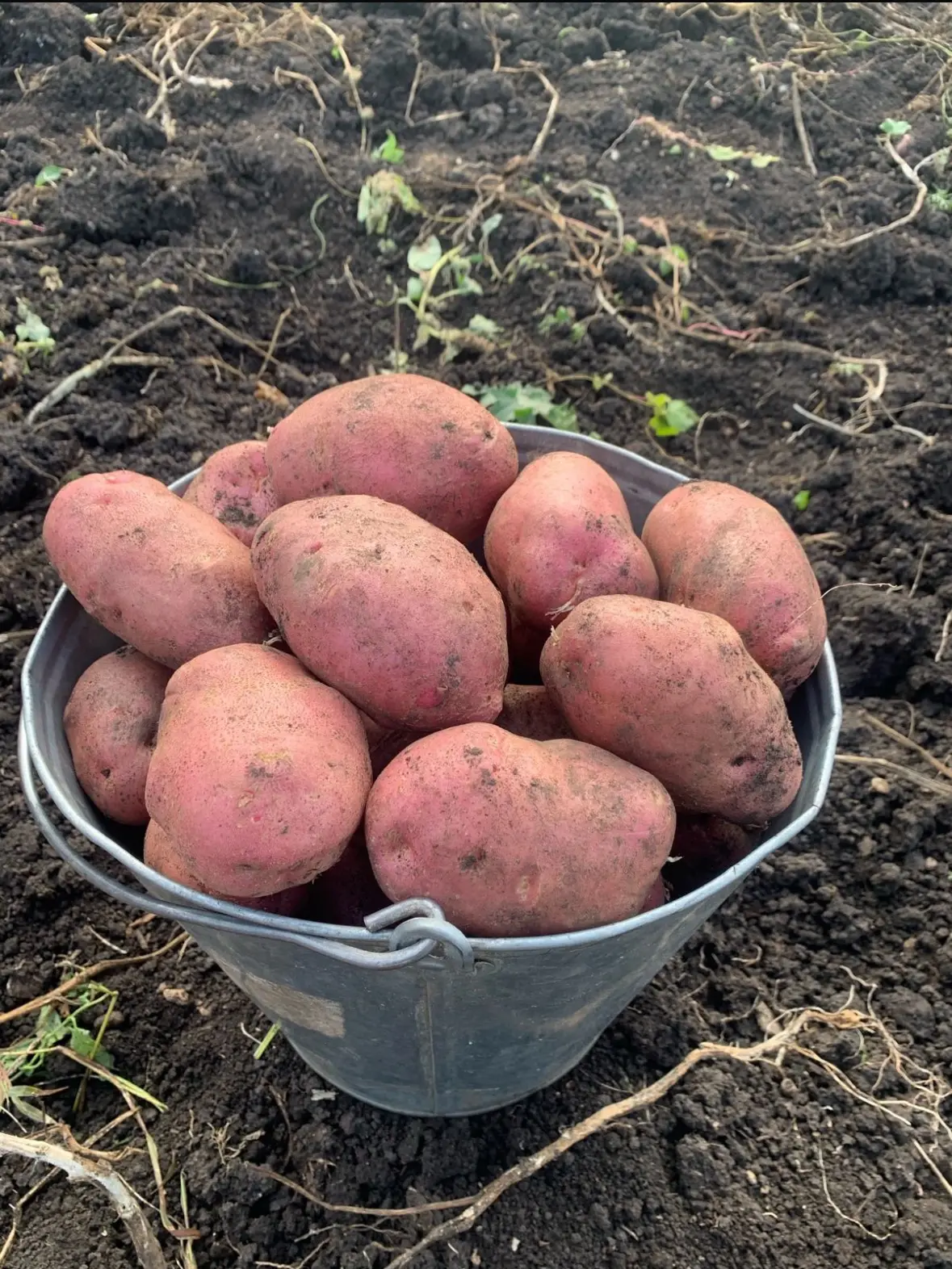 Продам картофель деревенский не гниет, поздний сорт, вкус держит до весны, хранится отл...