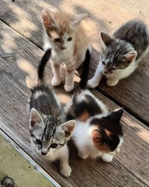 В добрые надёжные руки котята, скоро 2 мес. Игривые, красивые, мальчики и девочки. Мама...