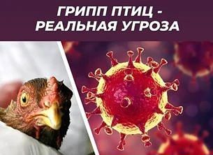📋 Грипп птиц: ключевые риски и обязательные меры для хозяйств