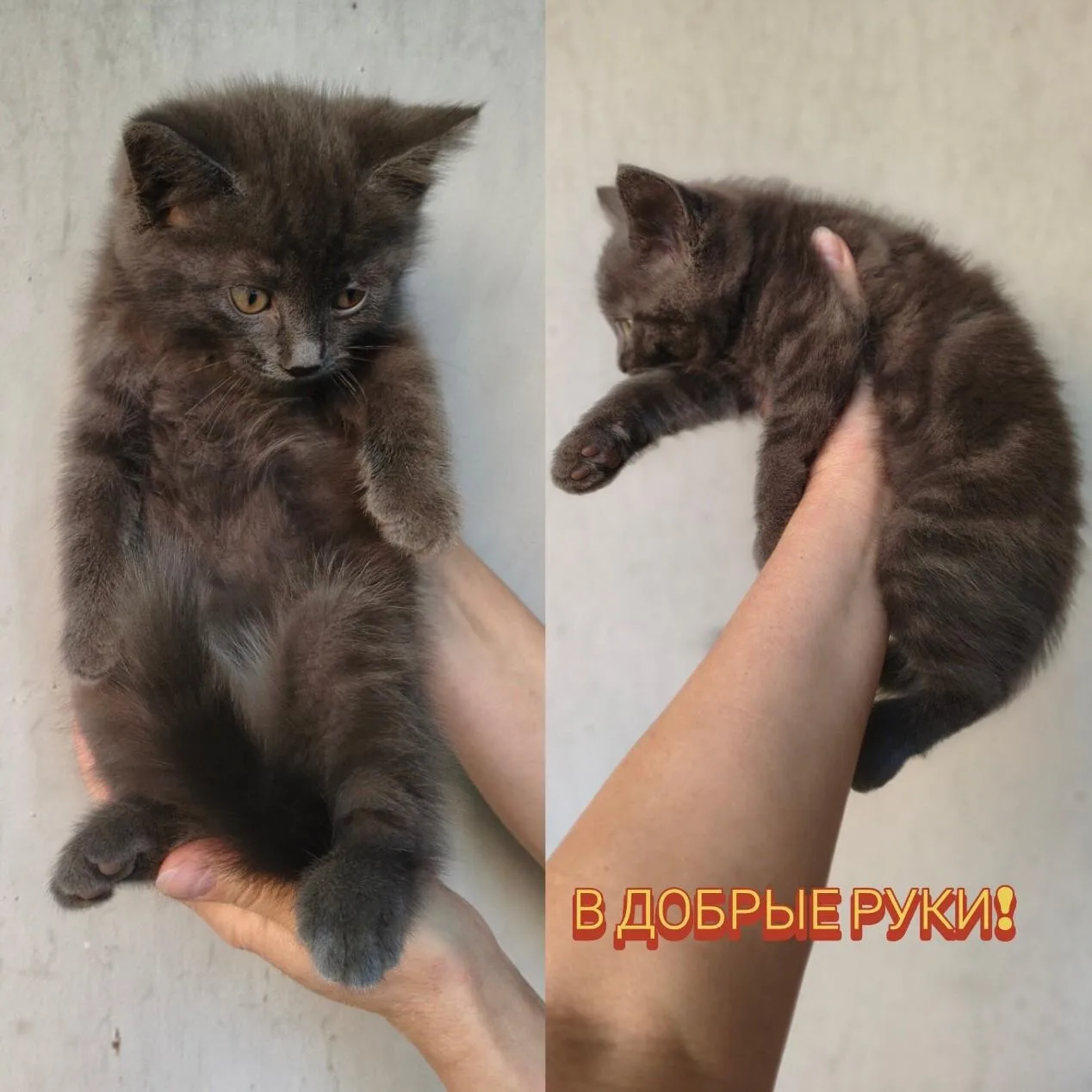 Подкинули котёнка - мальчик, примерно 2,5 месяца, чистенький, пушистый, очень красивый ...