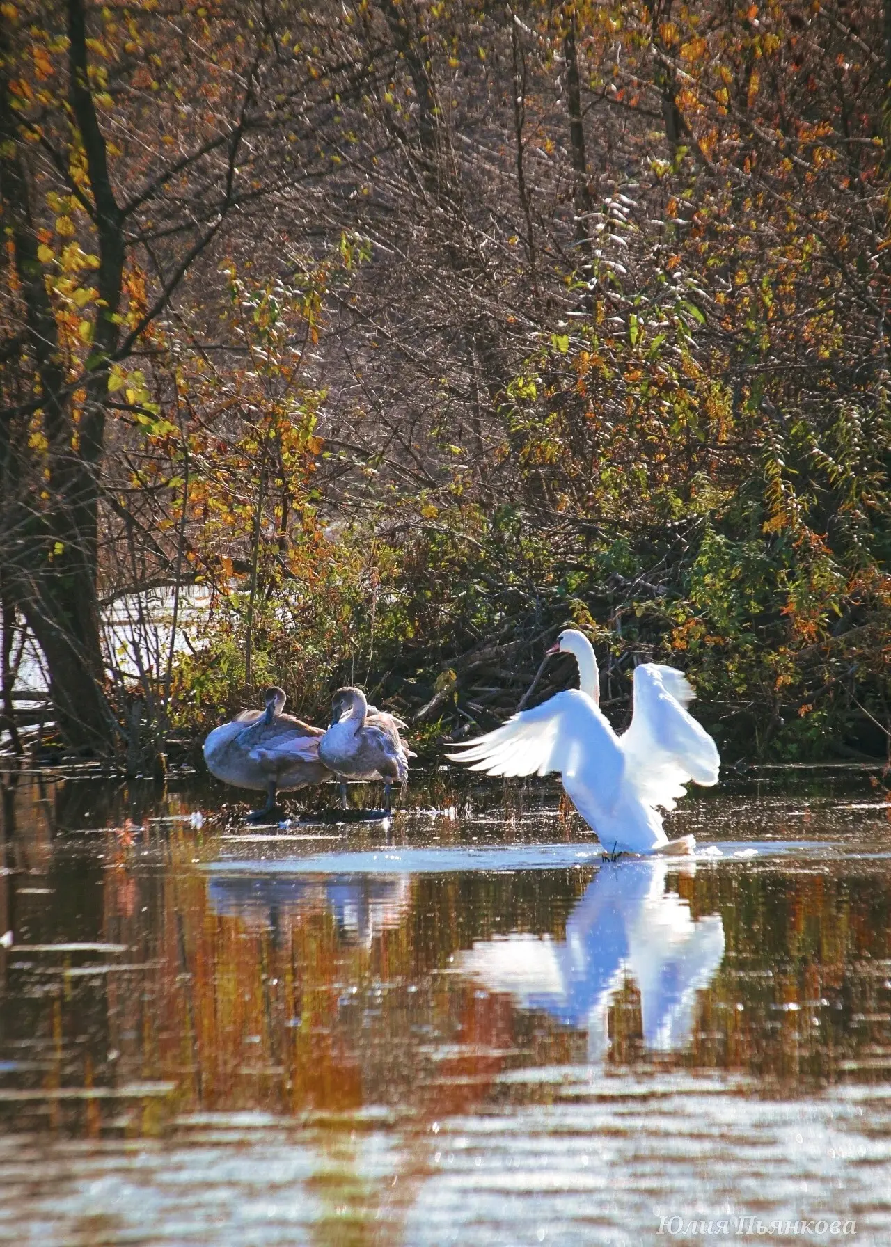 Золотая осень на осинском пруду 🍂🦢