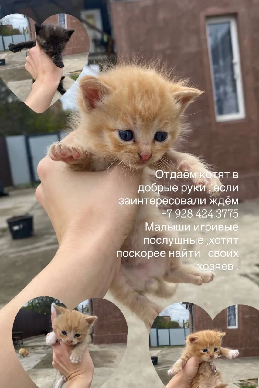 🐾Потеряшки Лабинск mx}